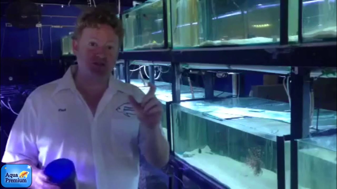 Paul Talbot teaching how to train fish onto dry or frozen food YouTube