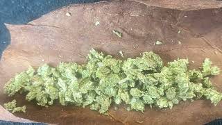 JkDistro Cali 🍋LCG🍒 Strain Review 🔥