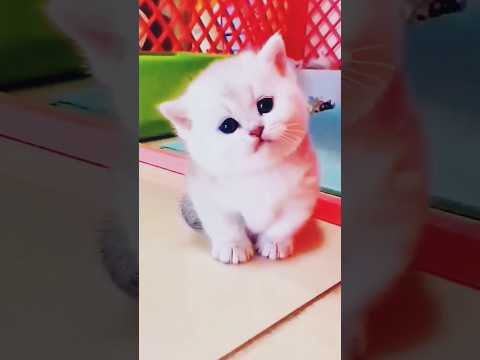 Tukur Tukur Cats | Cute Cat Video #shorts #reels #cute #cat #cats 💕 Tukur Tukur