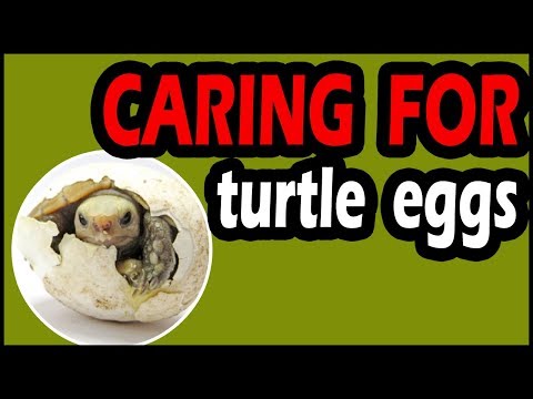 How to Care for Turtle Eggs (Very Important)