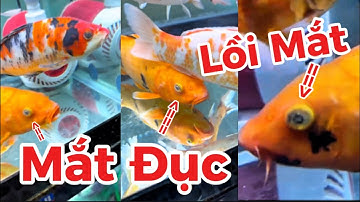 Trị Bệnh Đục Mắt + Mờ Màng Trắng Cho Cá Koi Hiệu Quả - Cách Làm Cực Dễ Và Rẻ Tiền.