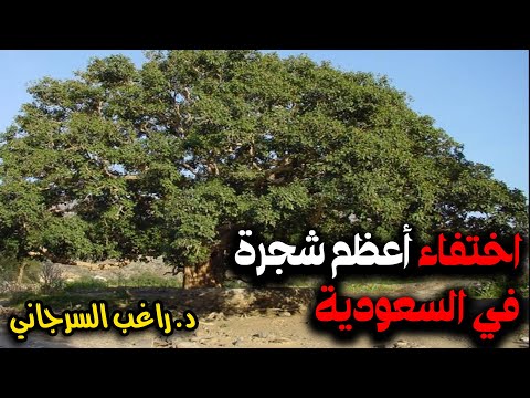 اختفاء أعظم شجرة في السعودية 