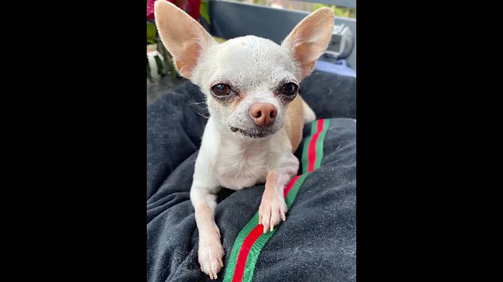 Princessa and Andrea EDIT #andreaespadatv #kingferran #4kpapi #princemilan #bluamal