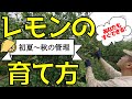 レモンの木の育て方　初夏〜秋の管理【ファームハウスみどり】