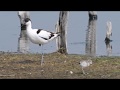 Pied Avocet, breading and raising chick, Recurvirostra avocetta