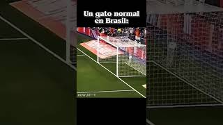 Download Lagu Canción: eu ja sofri por amor mas  nào sofro Mais #viral #humor #gato #jugando #fútbol #brazil #gol MP3