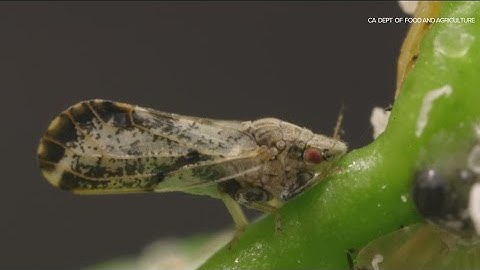 Asian citrus psyllid spreads devastating disease to citrus trees