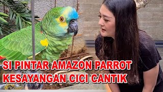 BURUNG PINTAR KESAYANGAN CICI CANTIK  AMAZON PARROT