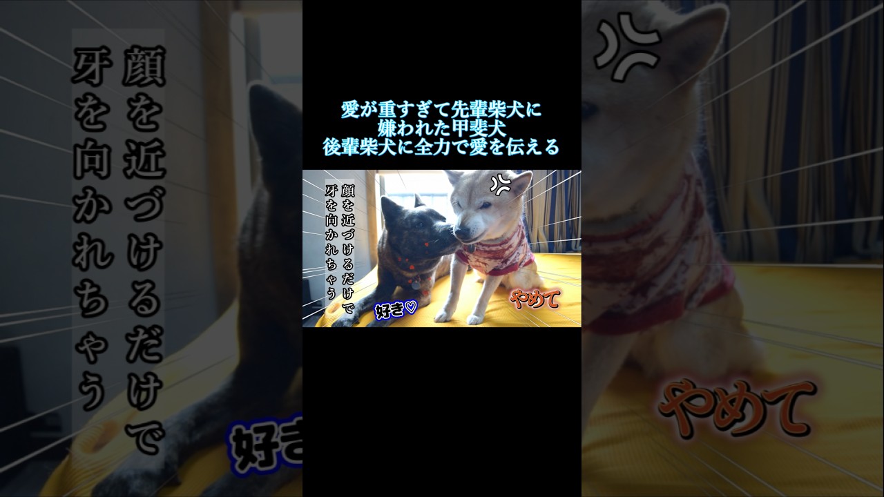愛がしつこすぎて先輩柴犬に嫌われた甲斐犬。満たされなかった愛を後輩柴犬に伝える