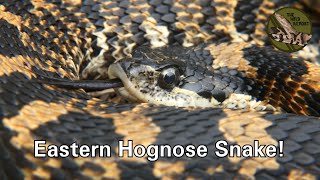 Learn about eastern hog-nosed snakes