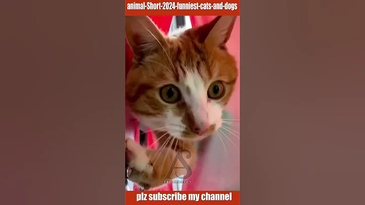 Video 5622351: pets family funny animals, best funny cats dogs, enjoy best funny cats