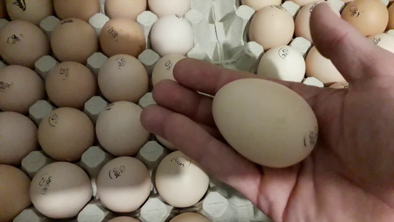 Где купить яйцо бройлера для инкубатора. Инкубационное яйцо бройлера Кобб 500. Яйцо Кобб 500 Чехия. Инкубационное яйцо Кобб 500. Бройлер Кобб 500 яйцо.