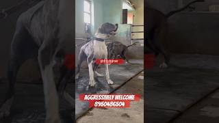 Check the aggression level of Bullykutta hot blood 🩸 #trending #bullykutta #eyecatchy