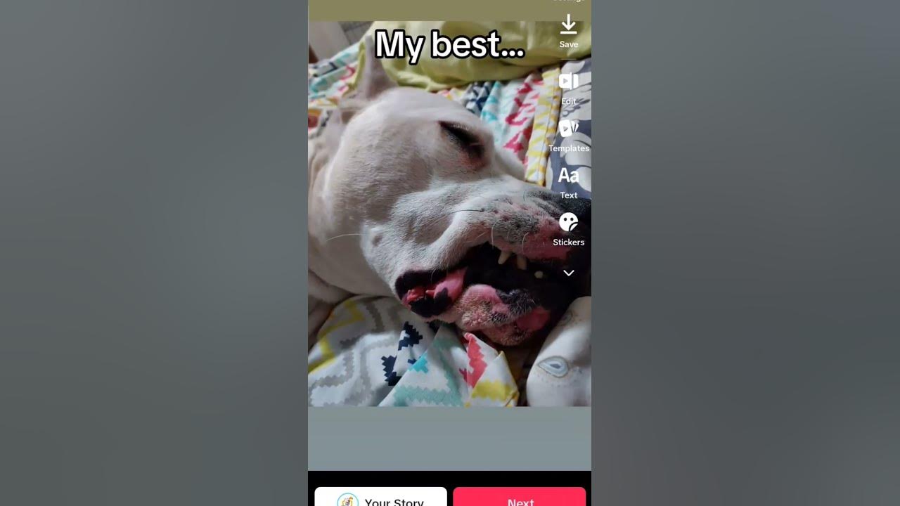 My Best... #dog #puppy #cutepuppy #doglove #cute #funnypuppy #puppylove #puppyface #fypシ - YouTube