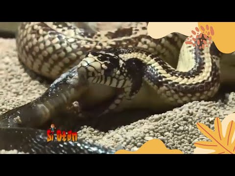 Sport shim kiygan qizning dumbasi