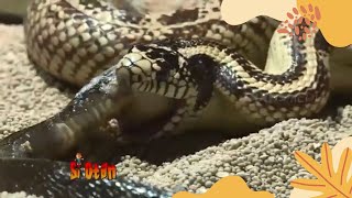 Soxta yulduzlar jinsiy aloqa odamlari Klaviaturadagi jinsiy belgilar