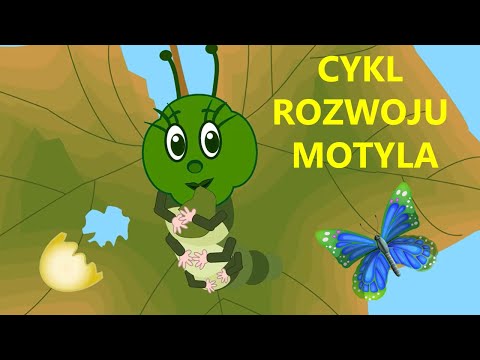 Wideo: Jak Hodować Motyle - Nauczanie Dzieci O Gąsienicach I Motylach