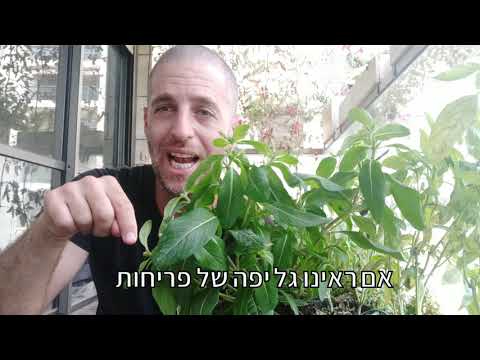 וִידֵאוֹ: מה לעשות כדי לשמור על לילך באגרטל במשך זמן רב