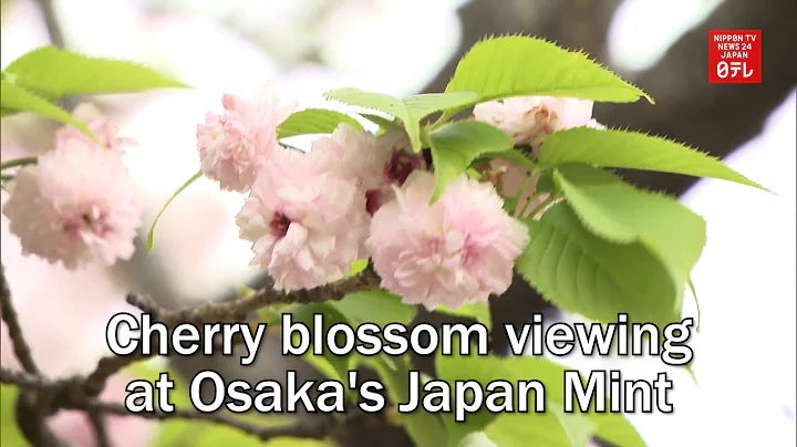 Cherry blossom viewing at Osaka's Japan Mint - DayDayNews