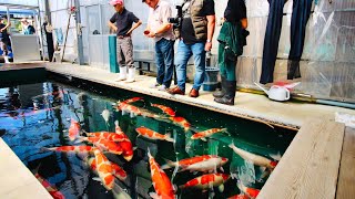 What is it like to buy Koi in Japan? Join us for our most recent trip to Japan