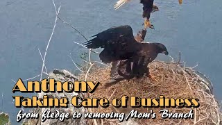 Anthony ~ Taking Care of Business 🦅 From Fledge to Moving Mom&#39;s Branch ~ 6/17/23 ~ Explore.org