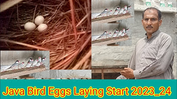 Java Bird Breeding Season Progress 2023_24 l Java Business l Java Bird Fusibility Report l Fawn