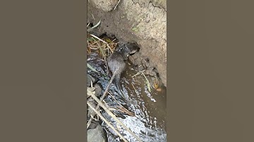 OTTER LUCU BERANG BERANG JINAK PINTAR CARI IKAN 😂 #shorts #berangberang #otter #otterlucu #cuteotter