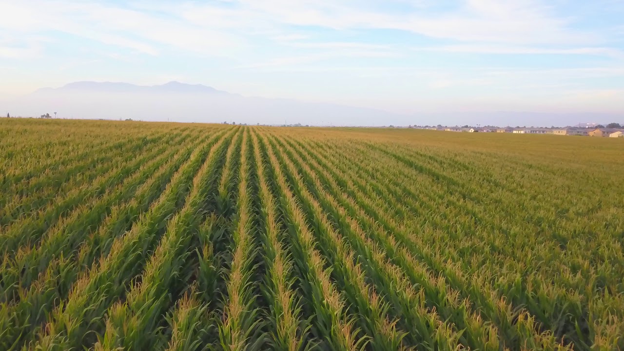 Free Stock Footage - California Agriculture Cornfield Aerial Drone ...