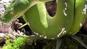 Merauke Green Tree Python