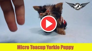 Micro Teacup Yorkie Puppy by PuppyHeaven.com