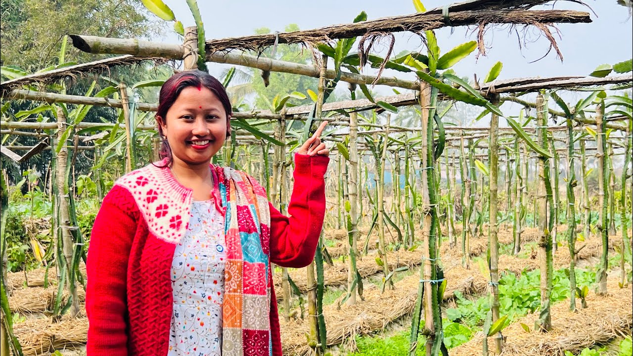 পিসিমার বাড়িতে ঘুরতে গেলাম সবাই মিলে। বিসাল বড় ড্রাগন ফলের বাগান দেখলাম #familyvlogs 