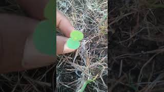 तरोटा रानभाजीचे अंकुरण ||Germination of Tarota Wild Vegetables