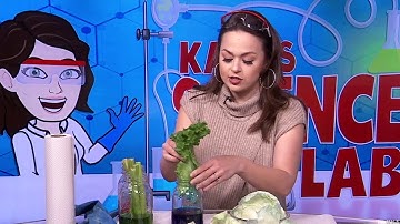 KSAT Kids Home Science: Cabbage water movement experiment