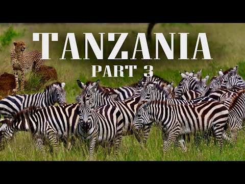 Tanzania Safari Part 3 || Central Serengeti National Park || 7 Days Safari Travel vlog - RKC 
