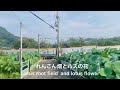 【花も実もある】香川県髙瀬町 れんこん畑とハスの花 (Takase, Kagawa, Japan )
