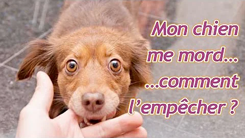 Comment faire pour que mon chien ne morde plus