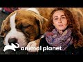 ¿Qué es el síndrome del nadador en los perros? | Pit Bulls y Convictos | Animal Planet