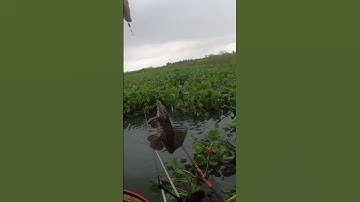 Đập đá đen nên là cá cũng ... #câucá #câuđài #fishing #câucábàrịa #cáphi #fish