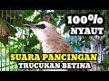 Suara burung trucukan gacor memanggil lawan Pancingan trucuk betina memanggil jantan agar nyaut