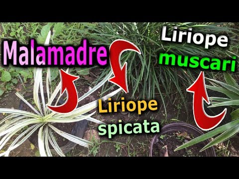 Video: Tipos Y Variedades De Clorofito (37 Fotos): Descripción De Cape Chlorophytum, Naranja Y Otras Variedades Y Sus Variedades