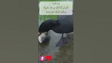 وكل انسان الزمناه طائره في عنقه | سورة الإسراء #دعاء_ورسالة
