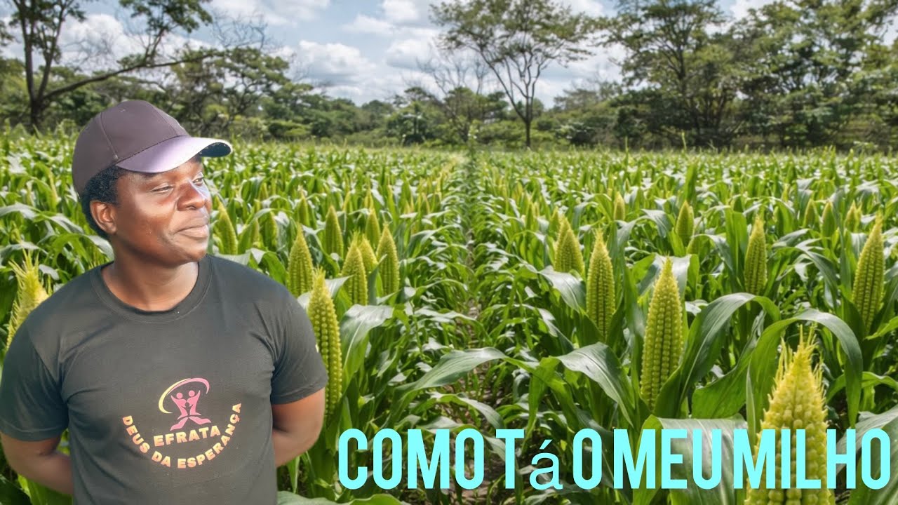 Guardei este segredo por muito tempo… Olhem o sucesso da minha machamba de milho! 🌽🙏