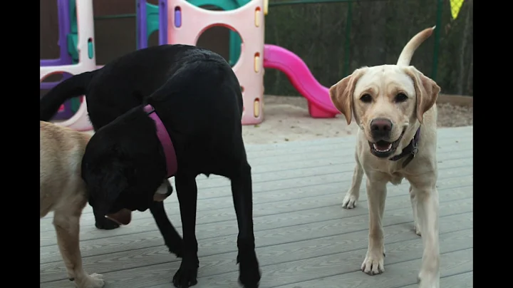 Training Service Dogs with PAAL's by Sarah Hinckley