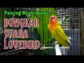 BONGKAR SUARA LOVEBIRDMU, Pancing BIRAHI BUNYInya dengan Suara Labet ini, CIK CIK CERR BERANGKATT,..