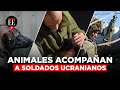 Ucrania: las mascotas abandonadas que acompañan a los soldados | El Espectador