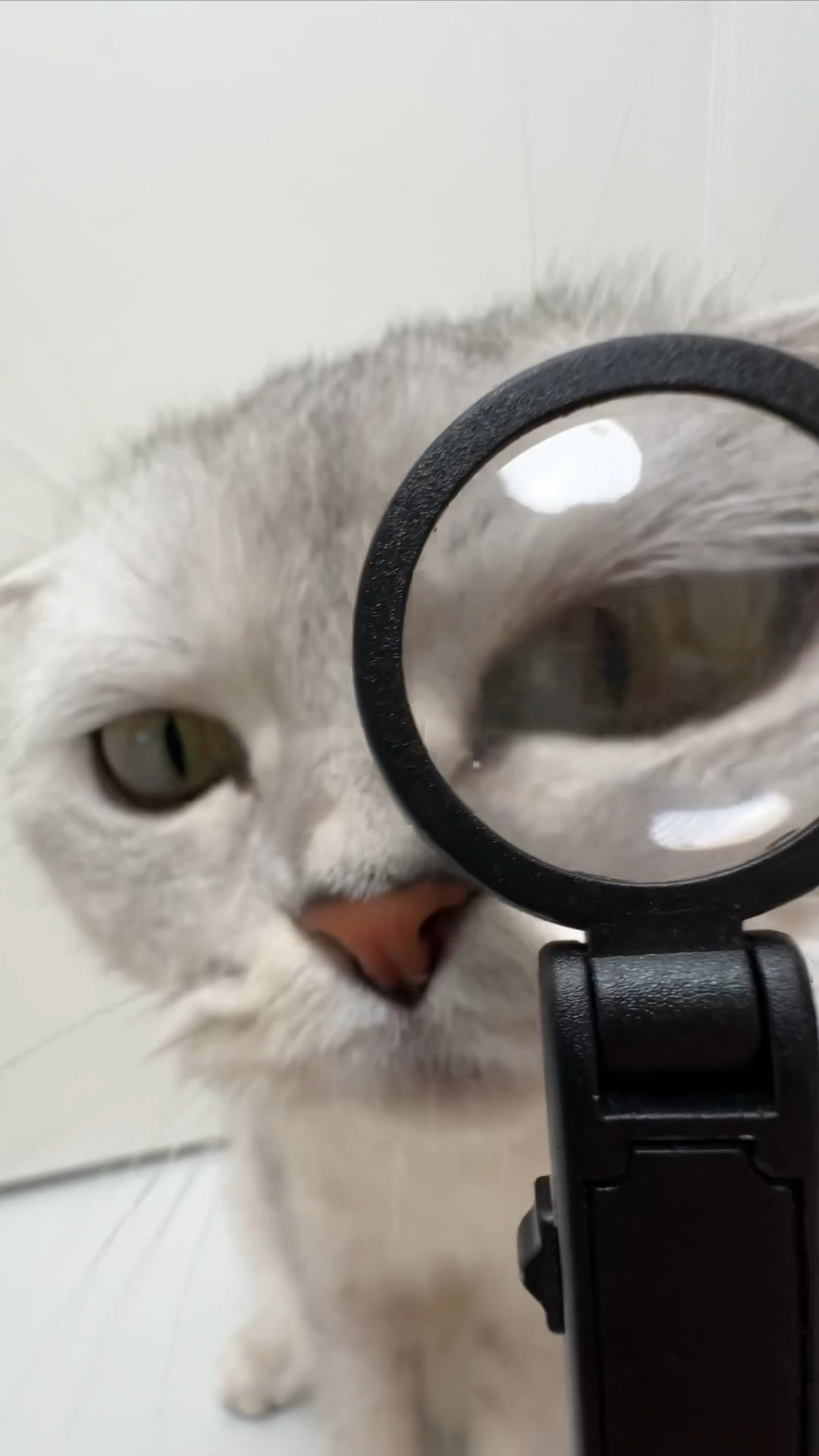 Black Magic ? by Petkit Pura Max #cat #cats