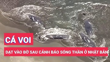 Cá voi dạt vào bờ hàng loạt sau cảnh báo sóng thần ở Nhật Bản