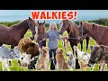 I TRIED Walking All My Pets