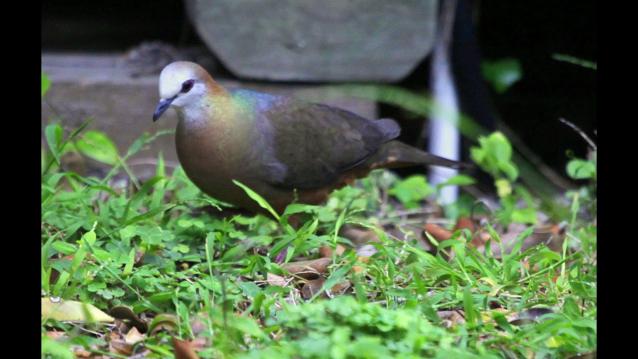 African Lemon dove 