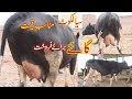 Cow For Sale in Sialkot Pakistan by Super Punjab tn Animal April 18, 2020